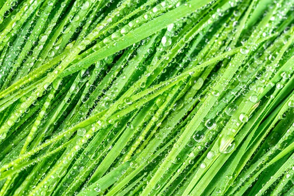 Grass with drop — Stock Photo, Image