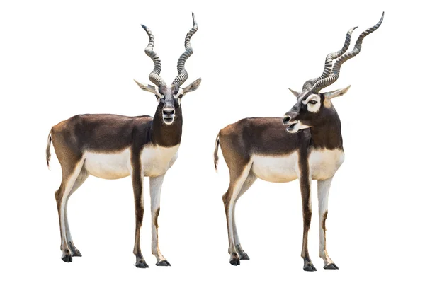Antilopa Jelení — Stock fotografie