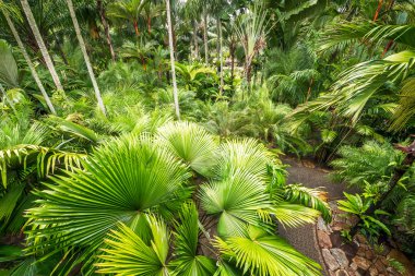 Palm tree Bahçe