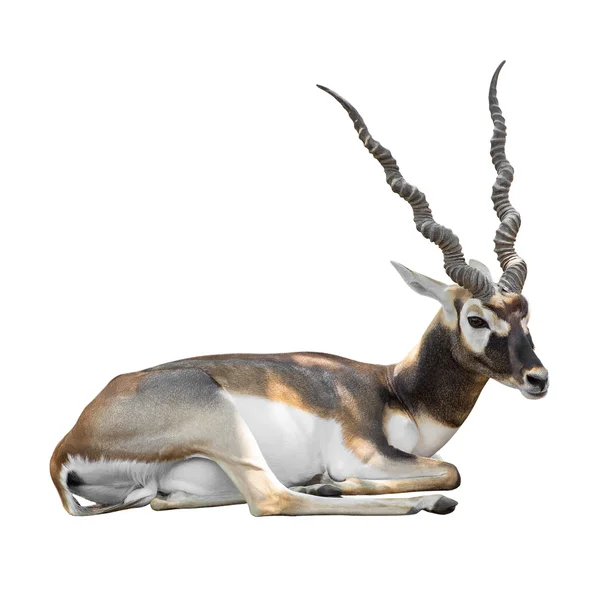 Blackbuck prostrado — Fotografia de Stock