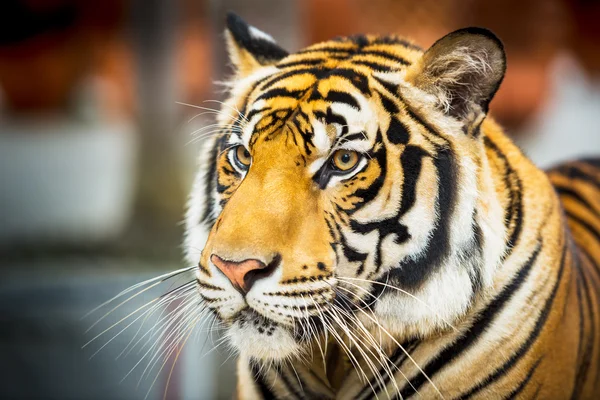 Szibériai tigris — Stock Fotó