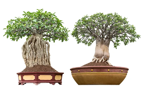 Bonsai elszigetelt — Stock Fotó