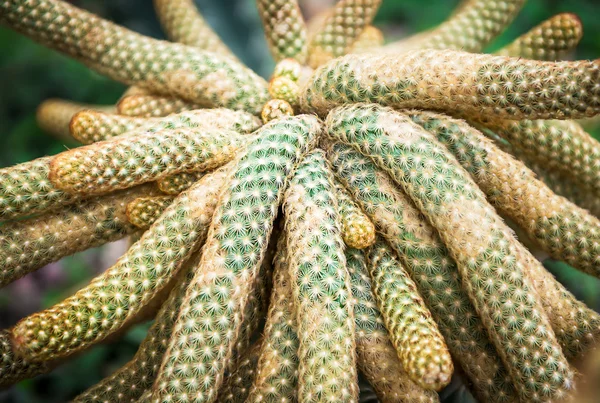 Cactus — Foto Stock