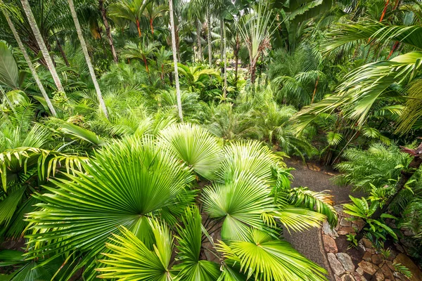 Palm tree garden — Stock Photo, Image