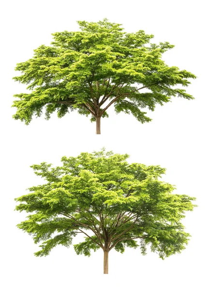 Baum isoliert — Stockfoto