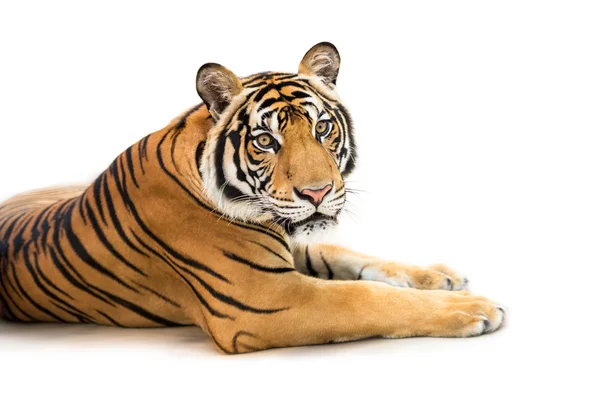 Tigre siberiano isolado — Fotografia de Stock