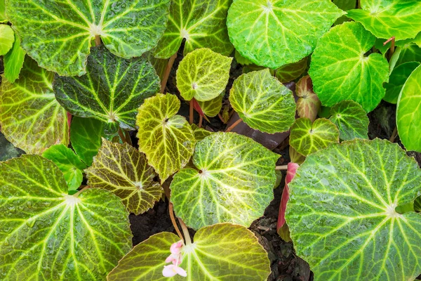 Gröna blad med droppe — Stockfoto