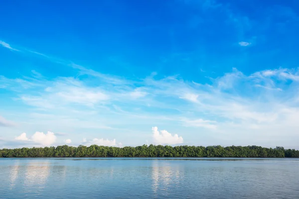 Sky and mangrove forest at coast — Stock Photo, Image