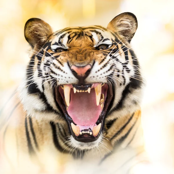 Growl siberian tiger — Stock Photo, Image