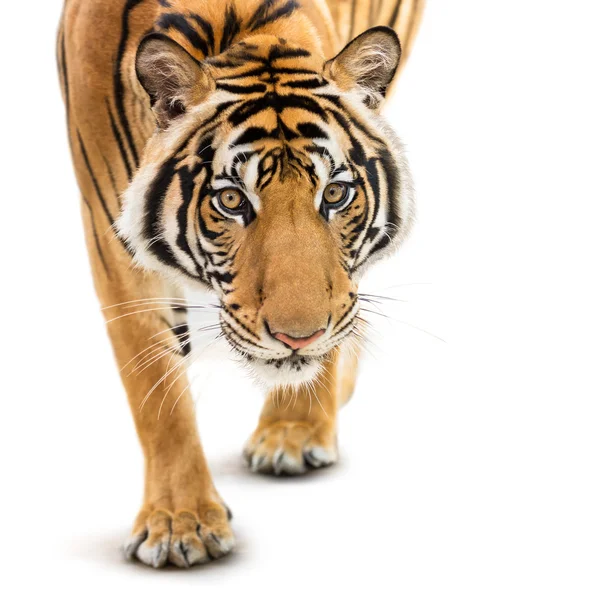 Stalking tigre siberiana — Foto Stock