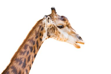 Koyu arka plan içinde leopar