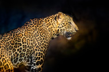 Koyu arka plan içinde leopar