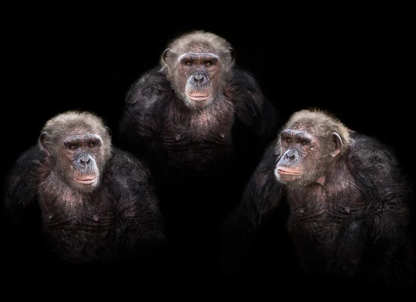 Old chimpanzee group — Stock Photo, Image