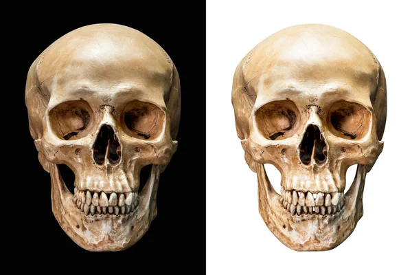 Calavera humana aislada — Foto de Stock