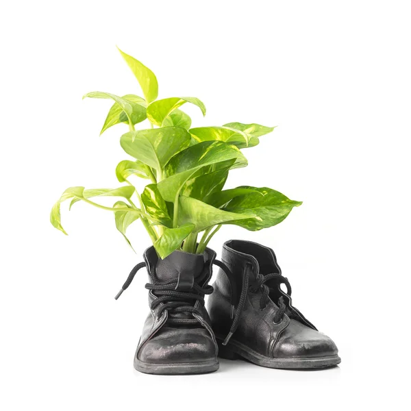 Houseplant in combat boots — Stock Photo, Image