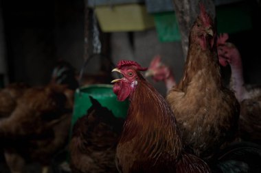 Mutlu ve sağlıklı bir tavuğun kafasının ayrıntıları..