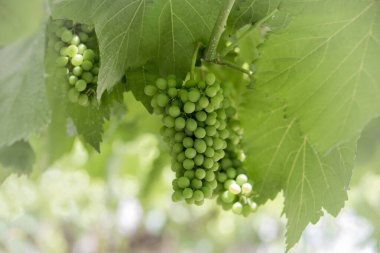 Alvarinhas üzüm kümelerinin detayları hala olgunlaşmamış, hasada 2 ay kaldı..