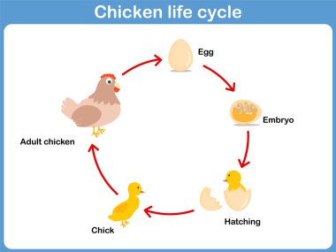 Çocuklar için bir tavuk vektör yaşam döngüsü