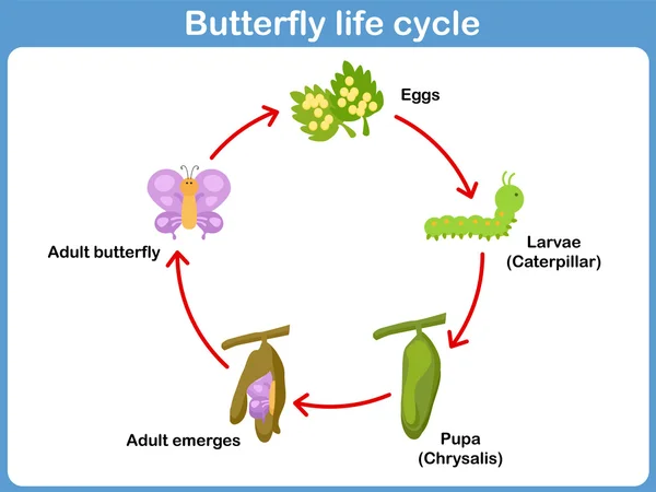 Vector Ciclo de vida de una mariposa para niños — Archivo Imágenes Vectoriales