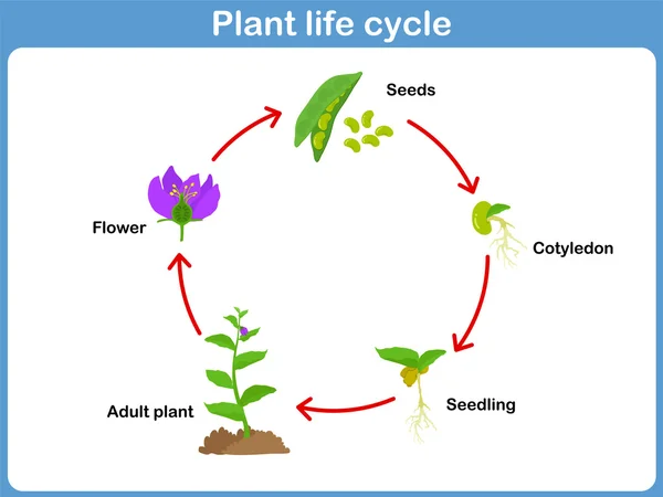 Vector Life cycle of a plant for kids — Stock Vector