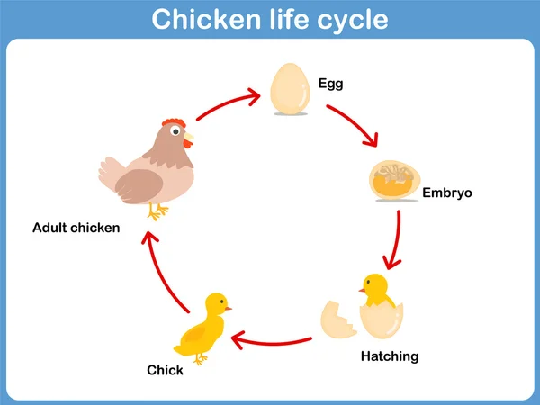 子供のために鶏のベクトル ライフ サイクル — ストックベクタ