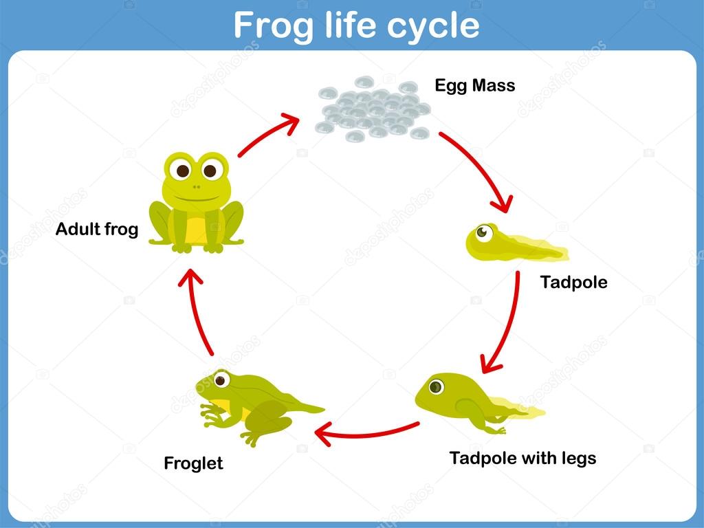 Vector Life cycle of a frog for kids