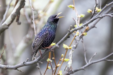 Ayrıca Avrupa Starling veya sadece Starling olarak bilinen ortak Starling (Sturnus vulgaris),.