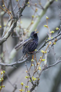 Ayrıca Avrupa Starling veya sadece Starling olarak bilinen ortak Starling (Sturnus vulgaris),.