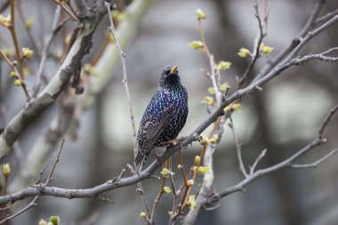 Ayrıca Avrupa Starling veya sadece Starling olarak bilinen ortak Starling (Sturnus vulgaris),.