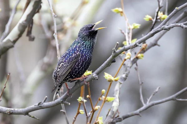 Estornino común (Sturnus vulgaris), también conocido como el estornino europeo o simplemente estornino . —  Fotos de Stock