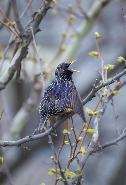 Spreeuw (Sturnus vulgaris), ook bekend als de Europese Spreeuw of gewoon Starling. — Stockfoto