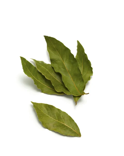 고립 된 베이 잎 — 스톡 사진