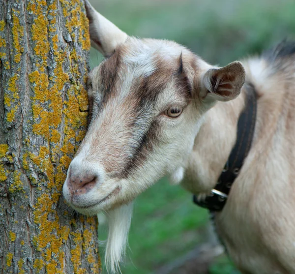 Ziege Porträt Einer Ziege Auf Einem Bauernhof Dorf Schöne Ziegenposen — Stockfoto