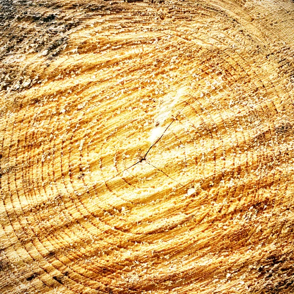 Ξύλο υφή του κοπεί κορμό δέντρου, κοντινό πλάνο — Φωτογραφία Αρχείου