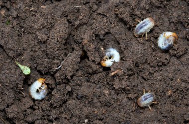 Chafer larvaları bir sulama tenekesi tarafından uygulanan nematodlarla kontrol edilebilir. Toprak sıcaklığı en az 12 derece olmalı..