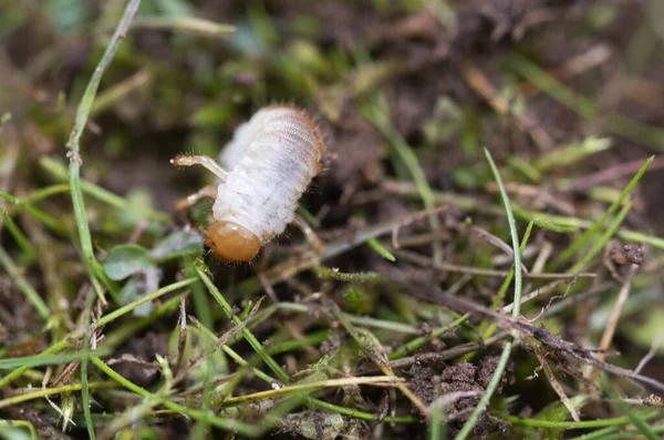 Chafer Grubs Can Controlled Nematodes Applied Watering Can Soil Temperature — Stock Photo, Image