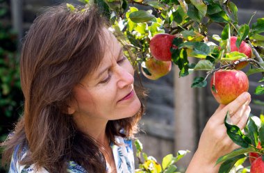 Yetişkin bir bayanı bahçesinde güz ışığında elma toplarken yakalamak..
