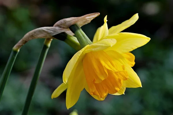 Capturing the unique shape and complementary tones of an ornage tinted daffodil, at dawn.