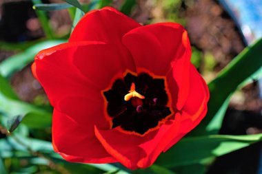 Nisan ayı başında kırmızı bir lale tomurcuğunun görkemli renklerini ve derin tonlarını yakalıyorum..