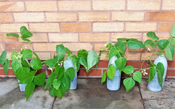 Plastic milk containers make good containers to grow runner beans and can be matched for a nice novelty effect, as well as reducing plastic waste.