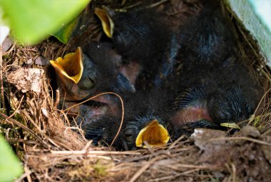 Beş Robin civcivinin başarılı bir şekilde yumurtadan çıktığı erken gelişmiş bir patates çuvalı içinde olağanüstü bir yuva yakalamak..