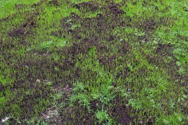 Grass Seed Has Germinated Grown Two Week Sowing Compost Patch — Stock Photo, Image