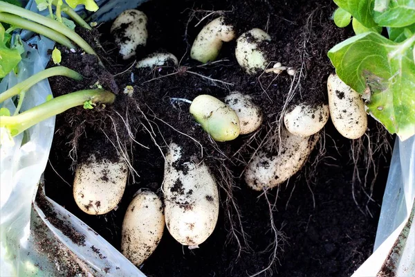 The recyled ovoid sack is cut away and the compost teased off the potatoes to reveal how they are growing in situ.