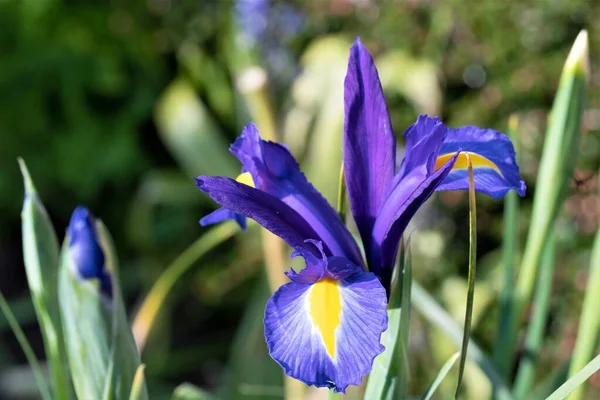 Capturar Iris Púrpura Luz Del Sol Verano Junio 2021 — Foto de Stock