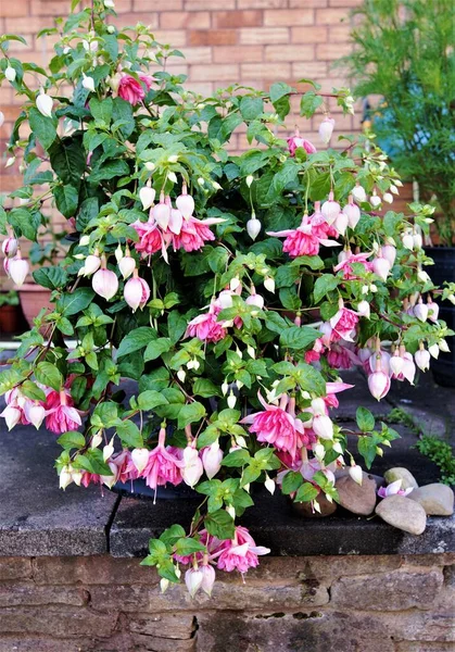 Peachy fuchsias are spectacular double fuchsia blooms that flower from spring to autumn.