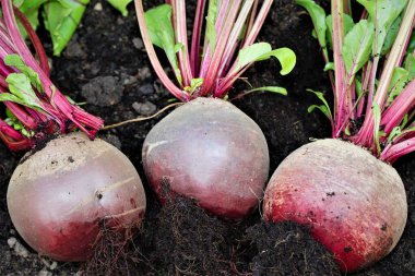 Pancar yetiştirmek kolaydır ve harika bir lif, folik asit, manganez, potasyum, demir ve vitamin C kaynağıdır. Kızartıldıklarında lezzetlidirler..