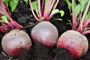 Pancar yetiştirmek kolaydır ve harika bir lif, folik asit, manganez, potasyum, demir ve vitamin C kaynağıdır. Kızartıldıklarında lezzetlidirler..