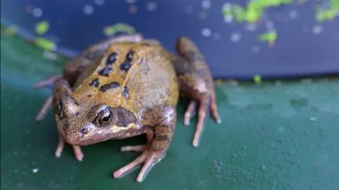Yaygın kurbağa yarı su amfibidir ve Avrupa 'ya özgü bir karasal kurbağadır..