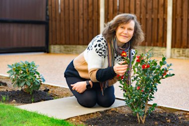 Kamelya Sasanqua Noel 'ini gösteren bir kadın bahçıvanı Noel' de çiçek açarken yakalıyor..
