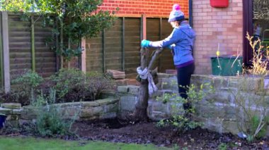 Otuz yıllık bir konferans armut ağacının kaldırılmasının görüntülenmesi mevkiini aşmıştı ve bahçenin görünürlüğünü kısıtlıyordu..